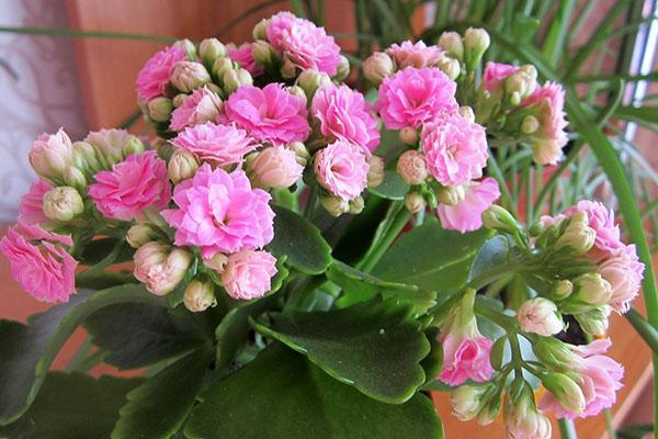 kalanchoe