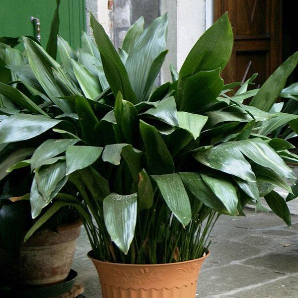 aspidistra