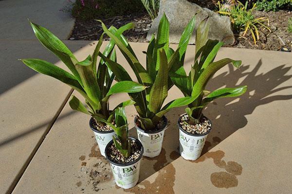 plantas jóvenes después del trasplante