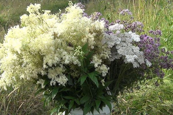 un bouquet de reine des prés