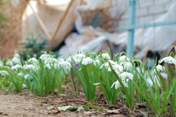 rideau de galanthus