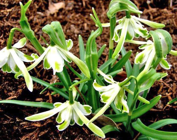 Galanthus floreció