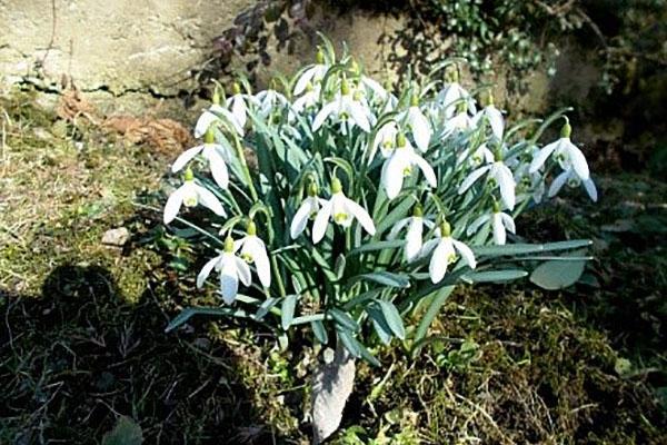 choisissez un endroit pour galanthus