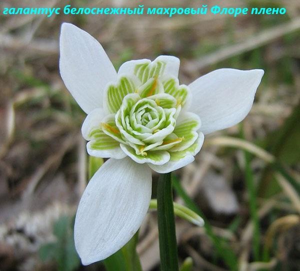 Flora de felpa blanca como la nieve Galanthus Pleno