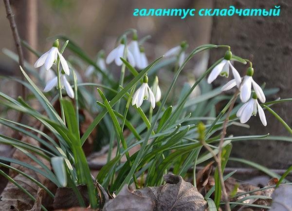 galanthus plié