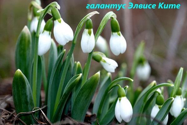 Galanthus Elvis Keith