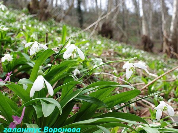 Galanthus Voronov