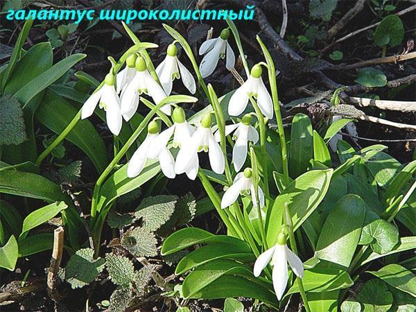 galanthus de hoja ancha