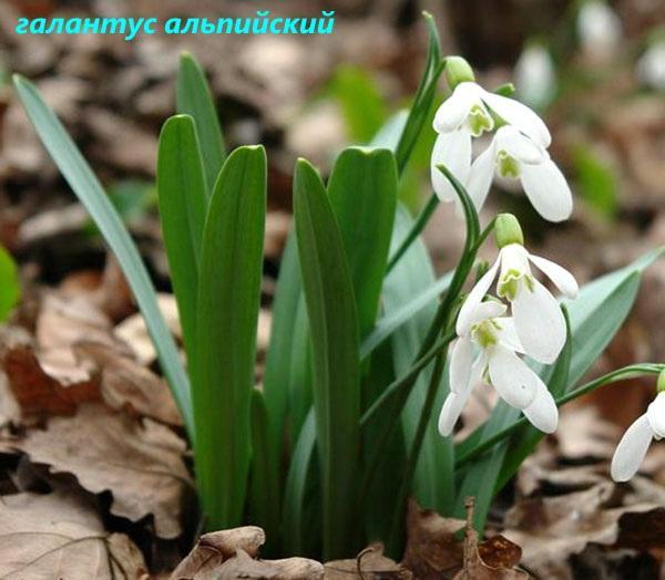 galanthus alpino