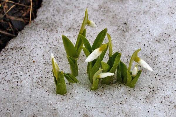 première fleur de printemps Galanthus