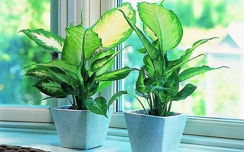 dieffenbachia en la ventana