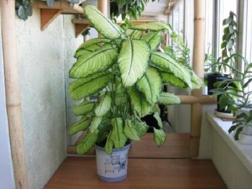 dieffenbachia adulta