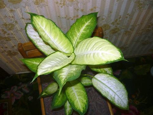 dieffenbachia camilla