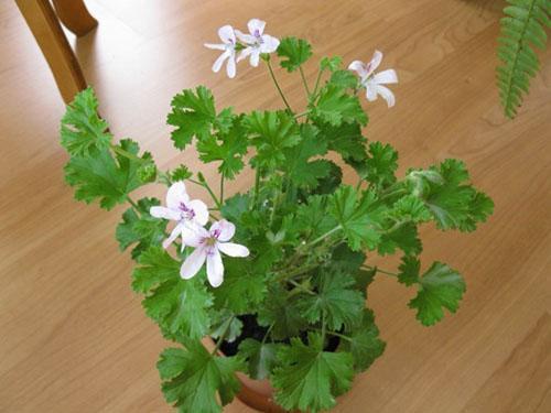 Paniculata fragante de Pelargonium