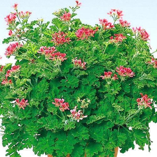 Pelargonium inglés con aroma a especias