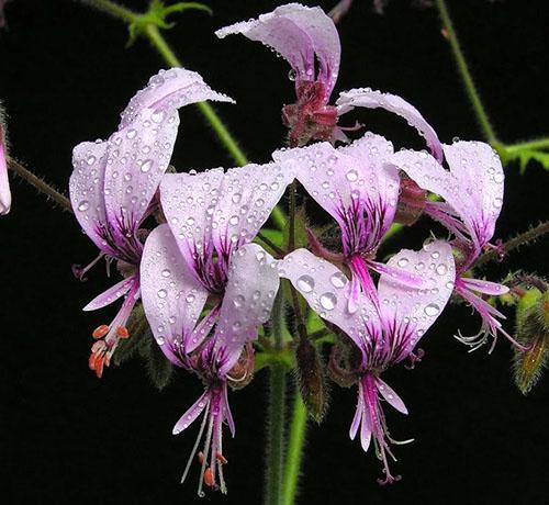 Pelargonio dentado