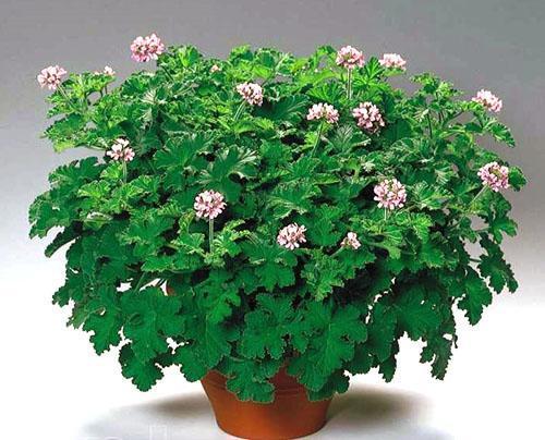 Pelargonium fragante con aroma a manzana y nuez moscada