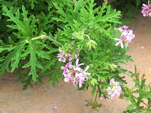 Pélargonium parfumé à longue tige