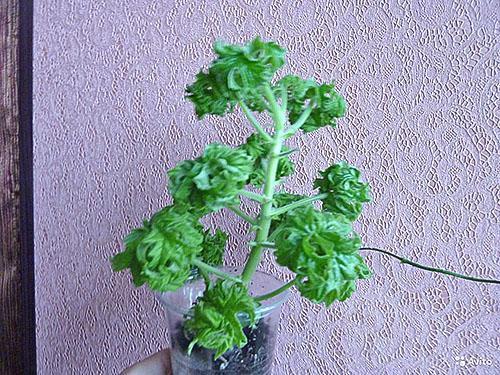 Pelargonium rizado fragante