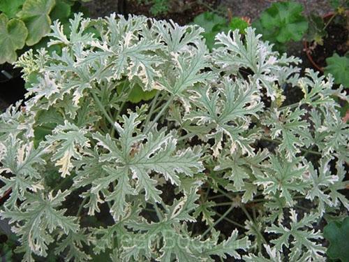 Pelargonium fragante Lady Plymouth