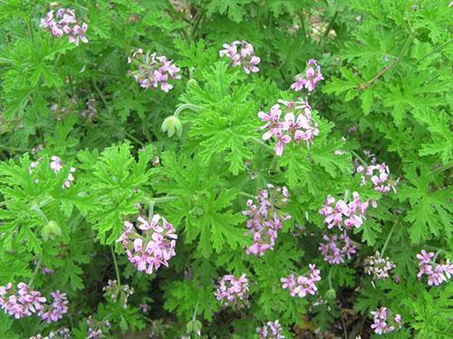 Pelargonium fragante en el sitio.