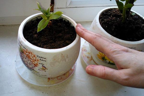 planter une tige de moustache dorée