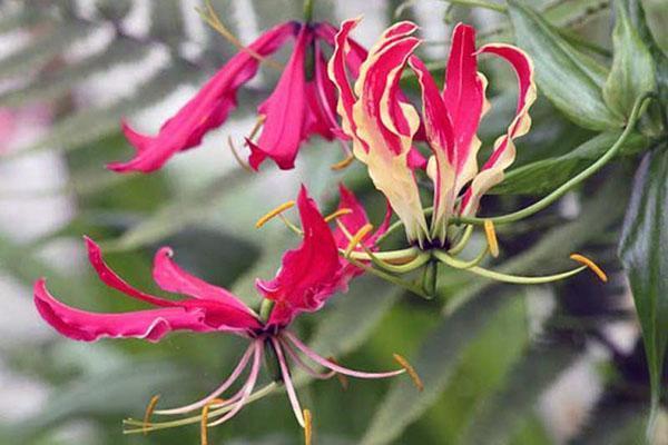 Rothschild gloriosa