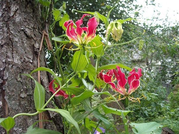 gloriasis à l'état sauvage