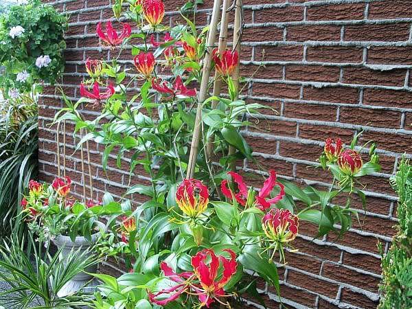 gloriosa en una olla en la calle