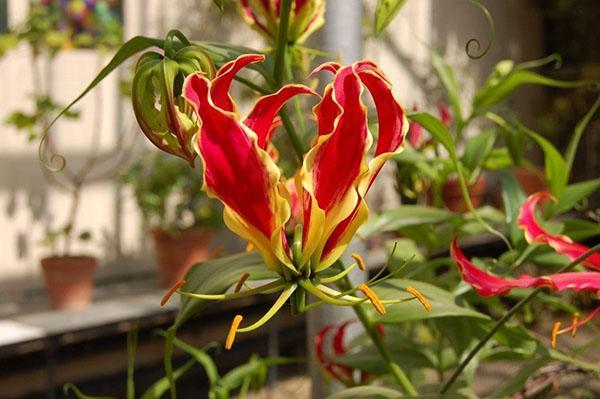 gloriosa luxueux