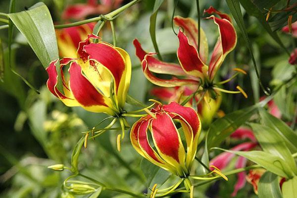 gloriosa simple