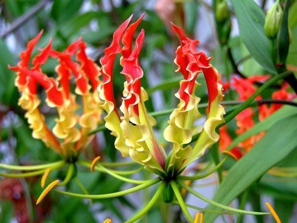 planta exótica gloriorza