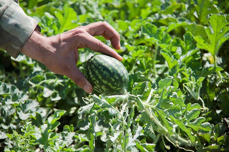 cultivo de sandías amarillas