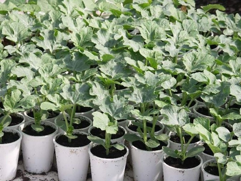 Cultivo de plántulas de sandías amarillas.