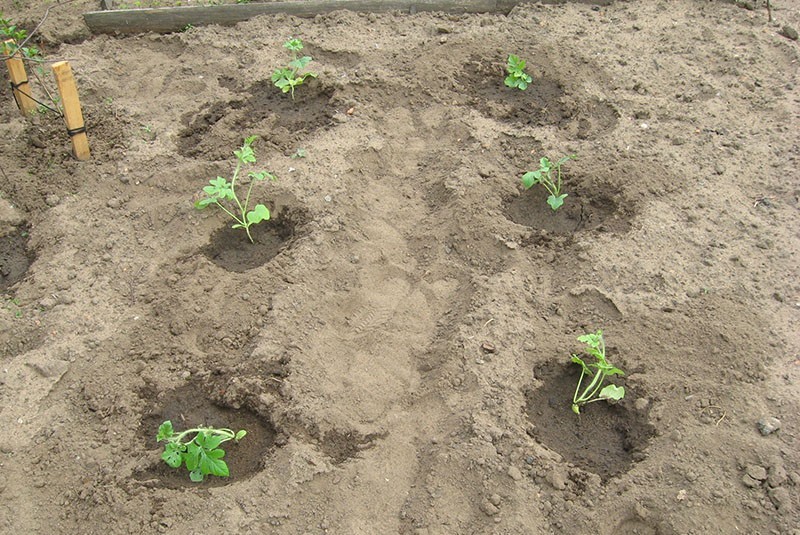 planter des semis de pastèque