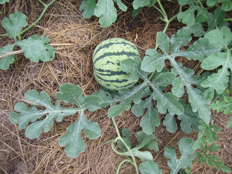 plantación de sandía con mantillo