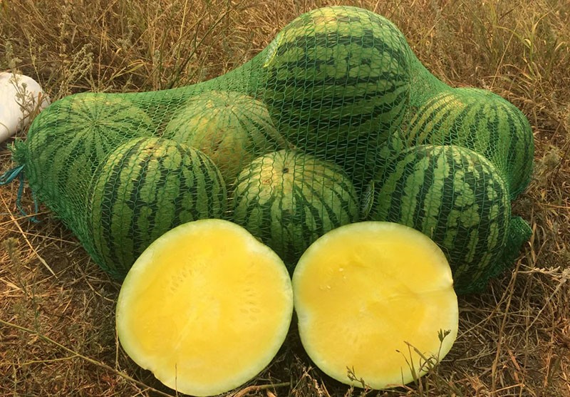 las mejores variedades de sandia amarilla