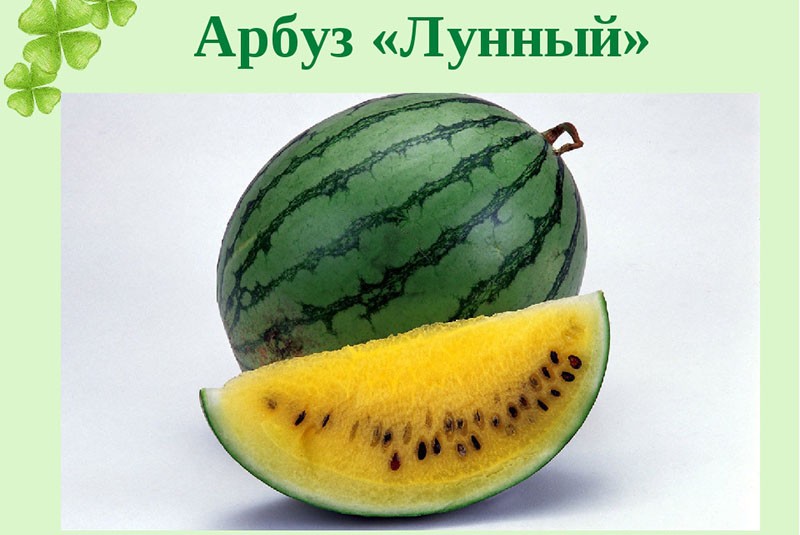variedad de sandía amarilla Lunny