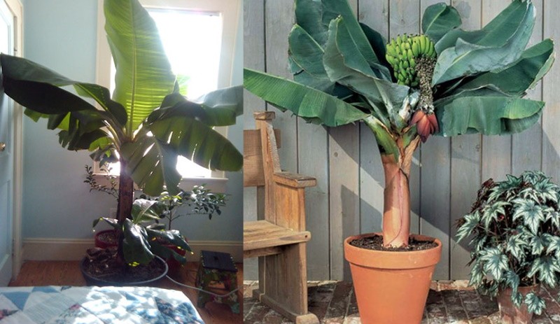 árbol de plátano cultivado en casa