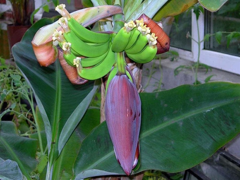 un banano en flor