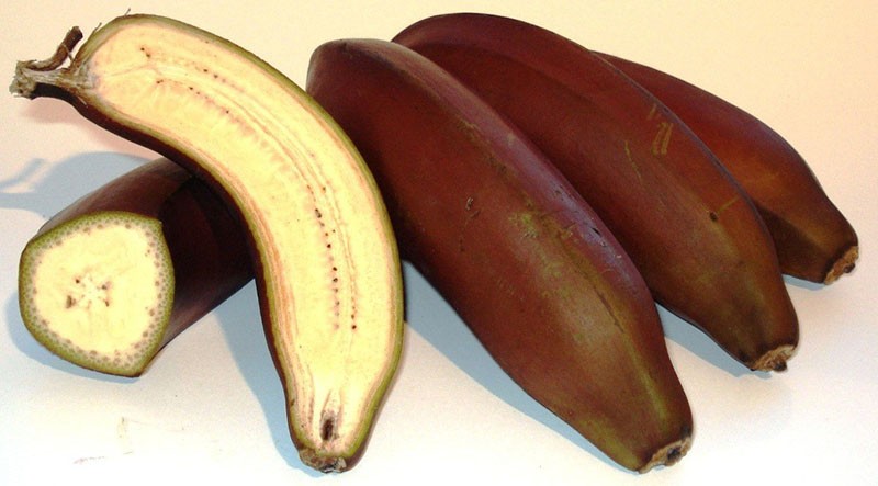 bananes sauvages