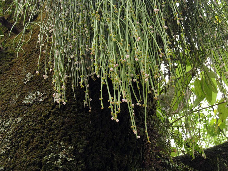 cactus ripsalis dans la nature