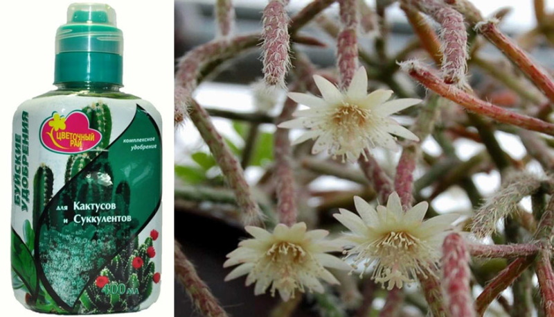 engrais pour cactus