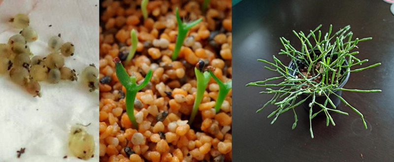 propagación de ripsalis por semillas