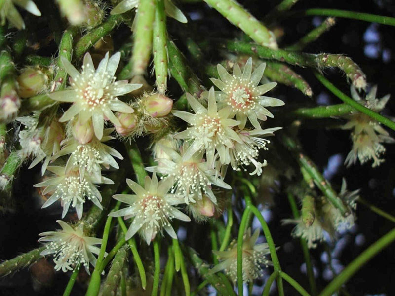 cactus en fleurs ripsalis