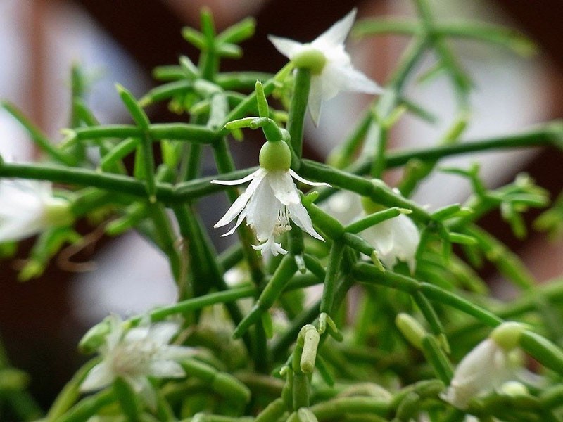 cactus ripsalis cereuscula