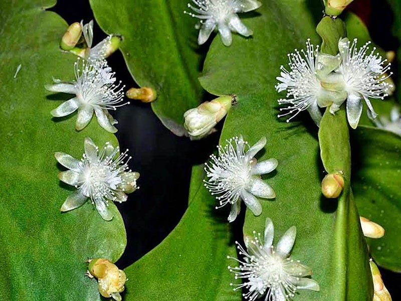 Ripsalis cactus pachyptère