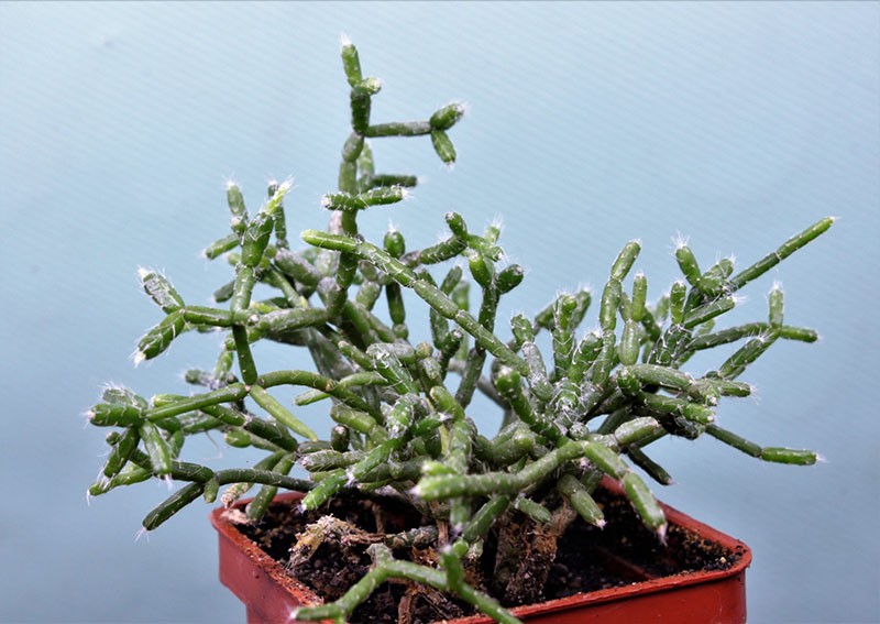 forêt cactus pilocarpa