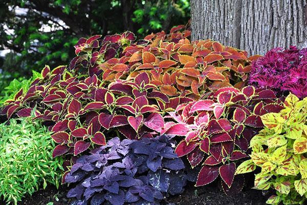 Coleus décorera à la fois l'intérieur des locaux et l'aménagement paysager du site