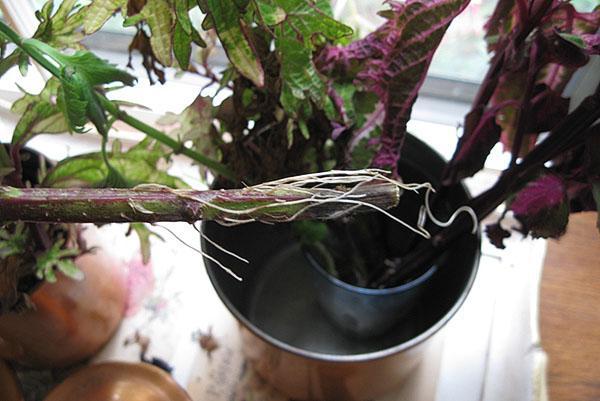 Enracinement des boutures apicales